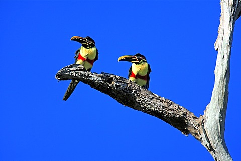 Chestnut-eared Aracari (Pteroglossus castanotis), adult birds on a branch, Pantanal, Brazil, South America