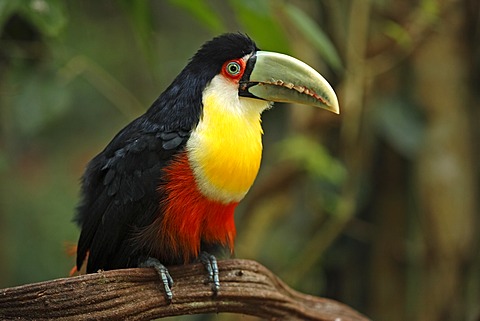 Red-breasted Toucan (Ramphastos dicolorus), adult on a branch, Pantanal, Brazil, South America