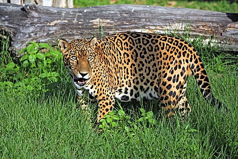 Jaguar (Panthera onca), adult male, Pantanal, Brazil, South America