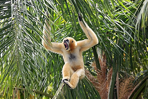 Northern White-cheeked Gibbon (Hylobates leucogenys), female adult calling in tree, Asia