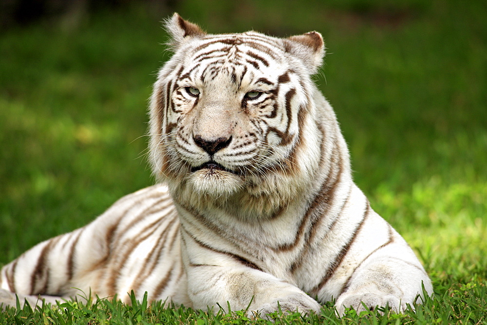 Bengal tiger or Royal Bengal tiger (Panthera tigris tigris), adult, India, Asia