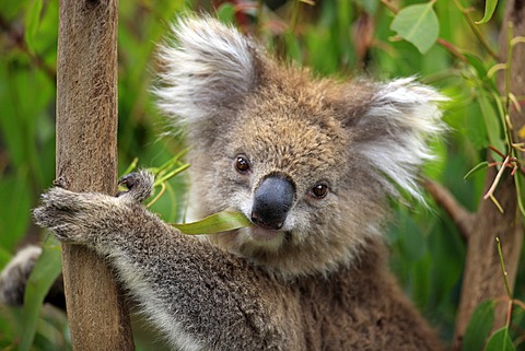 Koala (Phascolarctos cinereus), portrait, adult in tree feeding on Eucalyptus, Australia