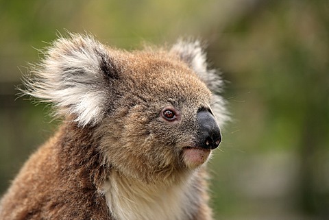 Koala (Phascolarctos cinereus), adult, portrait, Australia