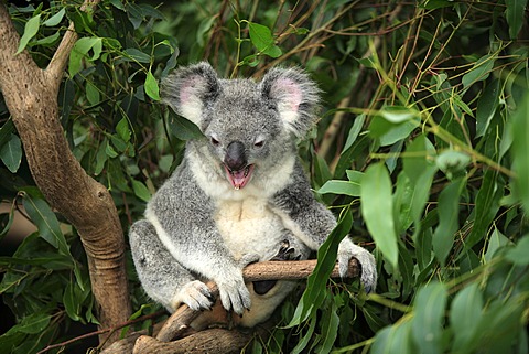 Koala (Phascolarctos cinereus), yawning adult in tree, Australia