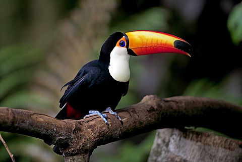 Toco Toucan (Ramphastos toco), adult, on tree, Pantanal, Brazil, South America