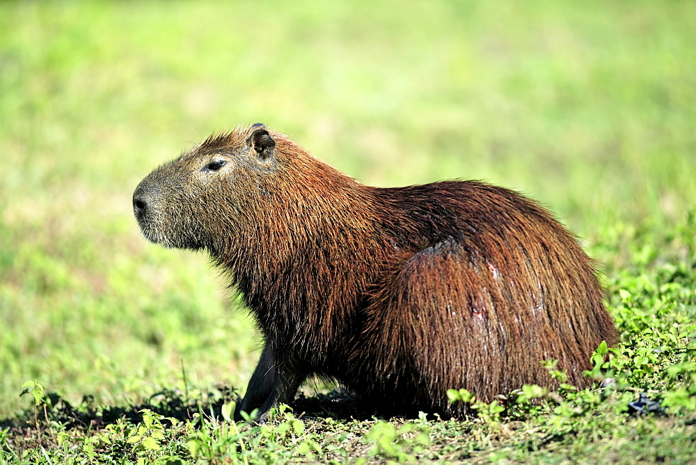 Capybara (Hydrochoerus hydrochaeris), adult, Pantanal wetland, Brazil, South America