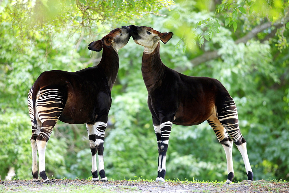 Okapi (Okapia johnstoni), adult pair, Africa