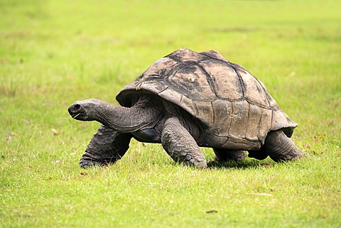 GalÃ¡pagos tortoise or GalÃ¡pagos giant tortoise (Geochelone nigra), Galapagos Islands, Pacific Ocean