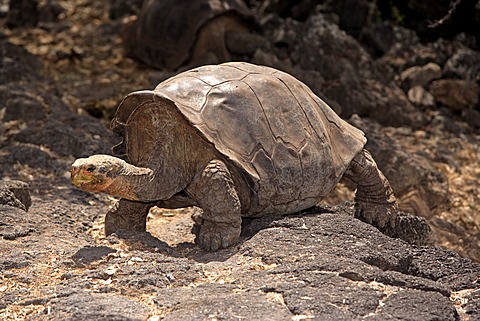 GalÃ¡pagos tortoise or GalÃ¡pagos giant tortoise (Geochelone nigra), adult, Galapagos Islands, Pacific Ocean