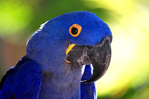 Hyacinth Macaw (Anodorhynchus hyacinthinus), adult, portrait, South America