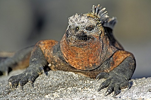 Marine Iguana (Amblyrhynchus cristatus), Galapagos Islands, Pacific Ocean