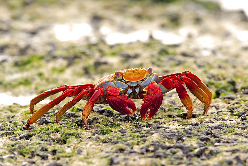 Sally Lightfoot Crab (Grapsus grapsus), adult foraging, Galapagos Islands, Pacific Ocean