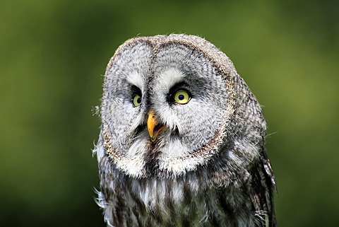 Great Gray Owl (Strix nebulosa), adult, portrait, calling, Germany, Europe