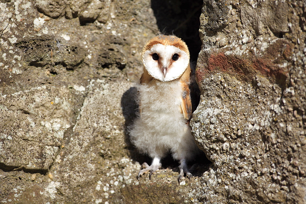 Barn Owl (Tyto alba), fledgling, Germany, Europe