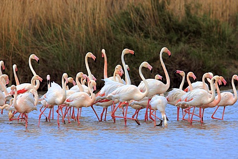 Greater Flamingo (Phoenicopterus ruber roseus), group in water, Saintes-Maries-de-la-Mer, Camargue, France, Europe