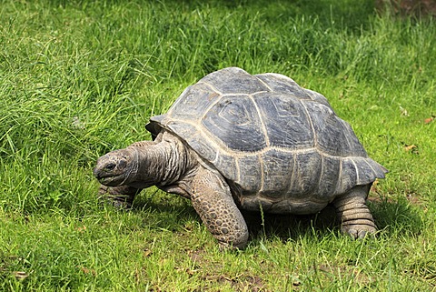 Aldabra giant tortoise (Testudo gigantea, Geochelone gigantea), foraging