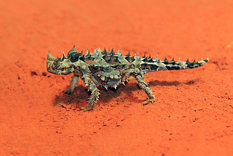 Thorny Devil, Thorny Dragon, Mountain Devil, Thorny Lizard (Moloch horridus), feeding, desert, Outback, Northern Territory, Australia