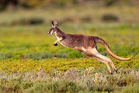 Red Kangaroo (Macropus rufus) jumping adult, Tibooburra, Sturt National Park, New South Wales, Australia