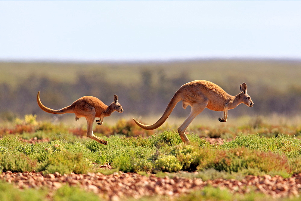 Red Kangaroo (Macropus rufus) jumping adult female and young, Tibooburra, Sturt National Park, New South Wales, Australia