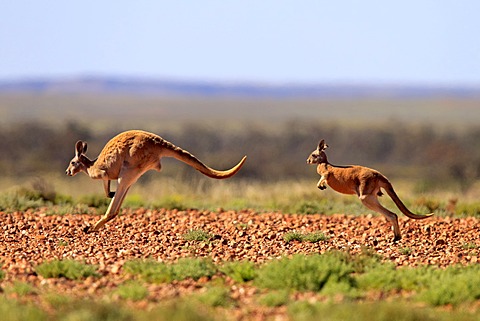 Red Kangaroo (Macropus rufus) jumping adult female and young, Tibooburra, Sturt National Park, New South Wales, Australia