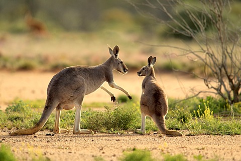 Red Kangaroo (Macropus rufus) adult female and young, Tibooburra, Sturt National Park, New South Wales, Australia