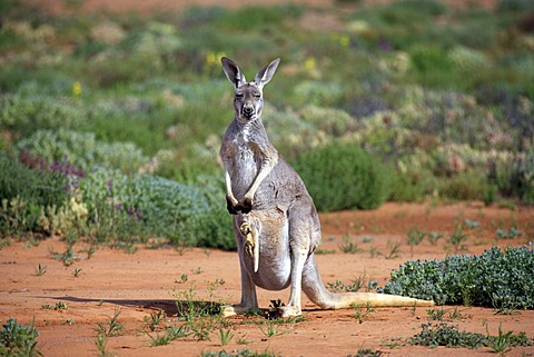 Red Kangaroo (Macropus rufus) female adult and young, Tibooburra, Sturt National Park, New South Wales, Australia