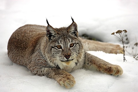 Eurasian lynx (Lynx lynx), adult, lying in the snow, winter, Montana, USA