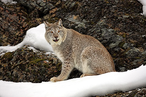 Eurasian Lynx (Lynx lynx), adult, foraging in the snow, winter, Montana, USA