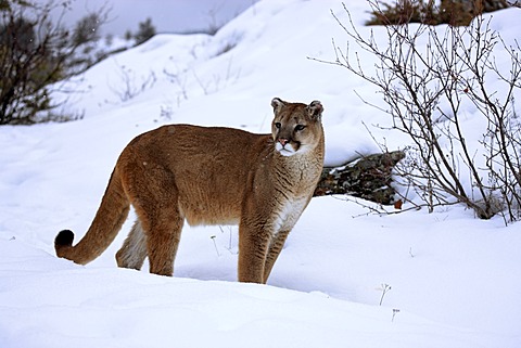 Cougar (Felis concolor), adult, foraging, snow, winter, Montana, USA