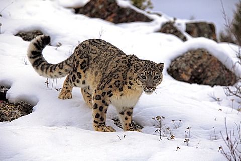 Snow leopard (uncia uncia), adult, foraging, snow, winter, Asia