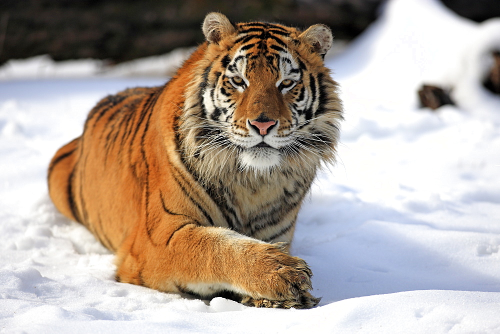 Siberian Tiger (Panthera tigris altaica), lying in snow, winter, Asia