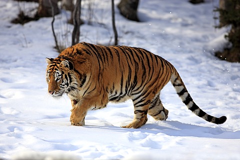 Siberian Tiger (Panthera tigris altaica), running, snow, winter, Asia