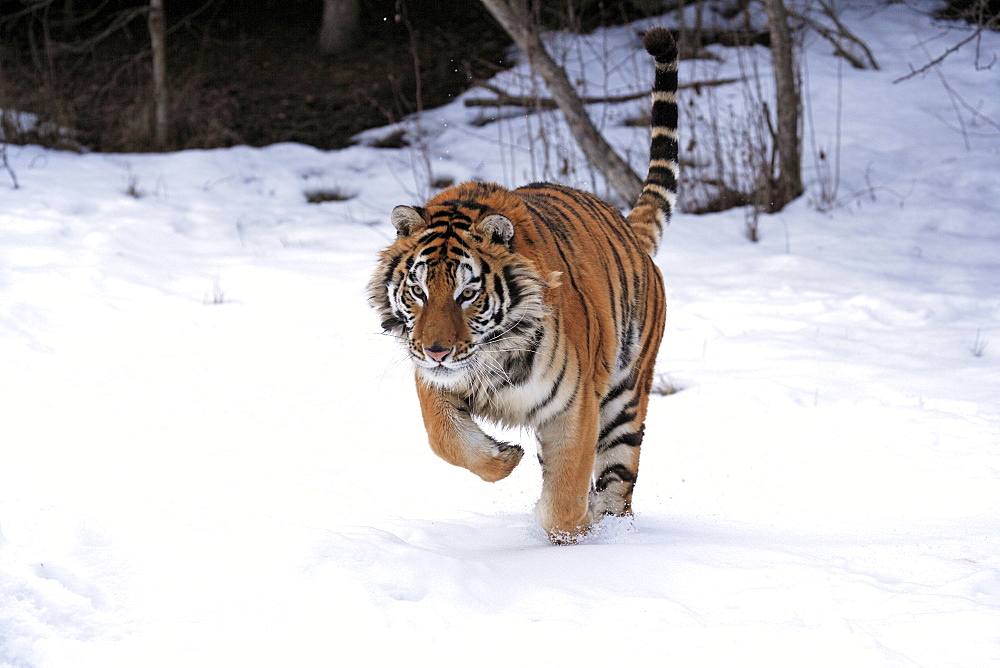 Siberian Tiger (Panthera tigris altaica), jumping, snow, winter, Asia