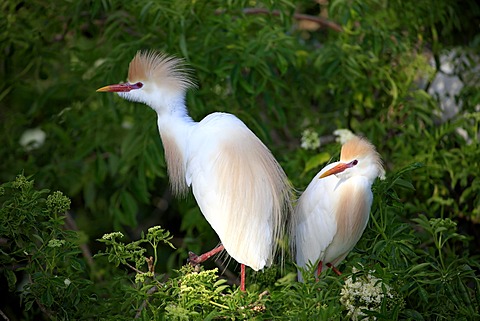 Cattle egret (Bubulcus ibis), adult, couple, on tree, Florida, USA