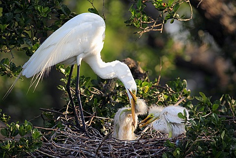 Great Egret (Egretta alba), adult bird feeding young in the nest, Florida, USA, America