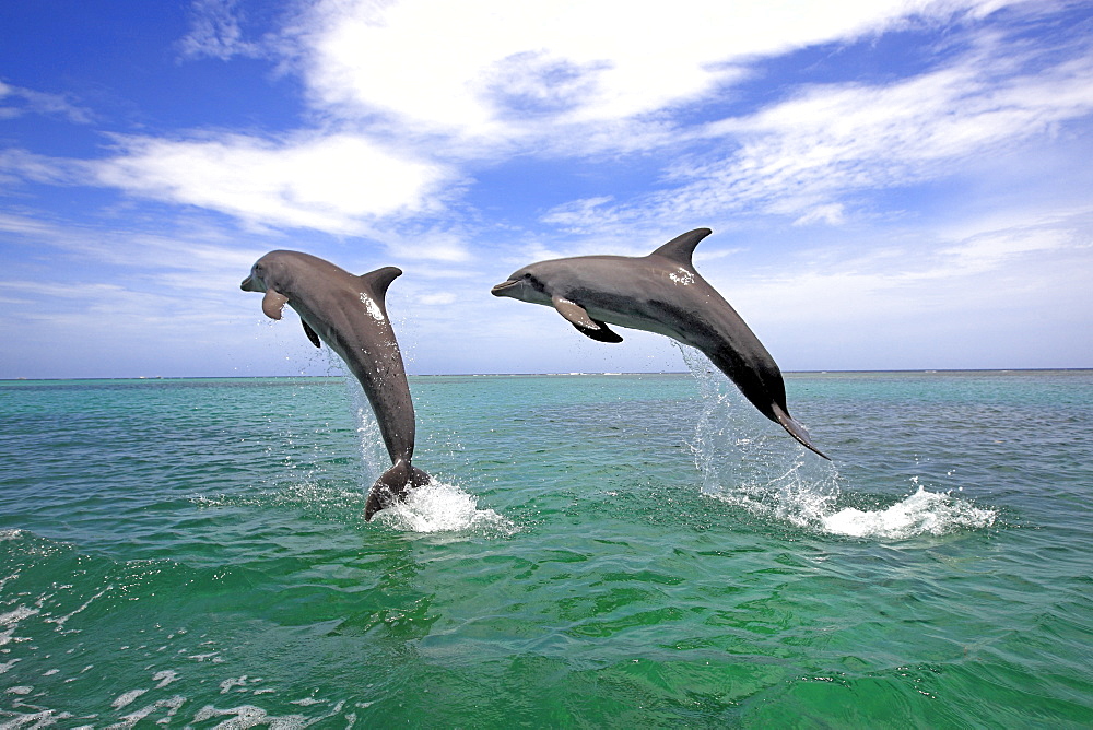 Two Bottlenose Dolphins (Tursiops truncatus), adult, jumping out of the sea, Roatan, Honduras, Caribbean, Central America, Latin America