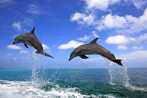 Two Bottlenose Dolphins (Tursiops truncatus), adult, jumping out of the sea, Roatan, Honduras, Caribbean, Central America, Latin America