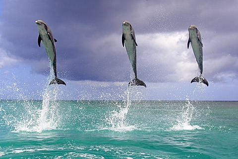 Three Bottlenose Dolphins (Tursiops truncatus), adult, jumping out of the sea, Roatan, Honduras, Caribbean, Central America, Latin America