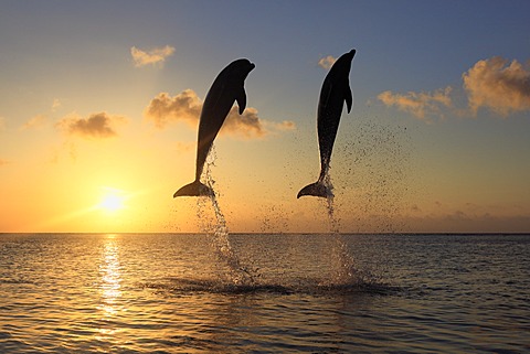 Two Common Bottlenose Dolphins (Tursiops truncatus), adult, leaping at sunset, Roatan, Honduras, Caribbean, Central America, Latin America