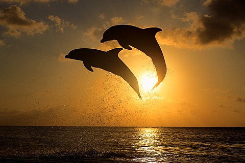 Two Common Bottlenose Dolphins (Tursiops truncatus), adult, leaping at sunset, Roatan, Honduras, Caribbean, Central America, Latin America