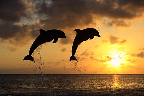 Two Common Bottlenose Dolphins (Tursiops truncatus), adult, leaping at sunset, Roatan, Honduras, Caribbean, Central America, Latin America