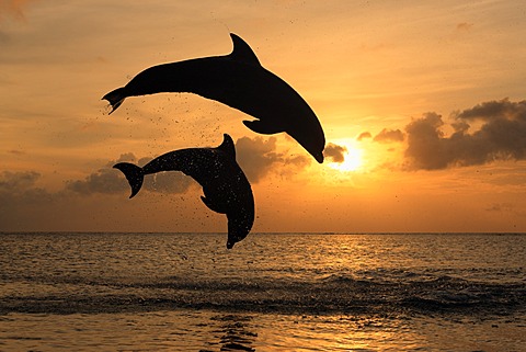 Two Common Bottlenose Dolphins (Tursiops truncatus), adult, leaping at sunset, Roatan, Honduras, Caribbean, Central America, Latin America