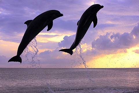 Two Common Bottlenose Dolphins (Tursiops truncatus), adult, leaping at sunset, Roatan, Honduras, Caribbean, Central America, Latin America