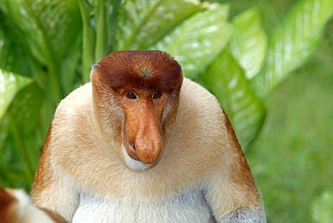 Proboscis Monkey or Long-nosed monkey (Nasalis larvatus), male, portrait, Labuk Bay, Sabah, Borneo, Malaysia, Asia