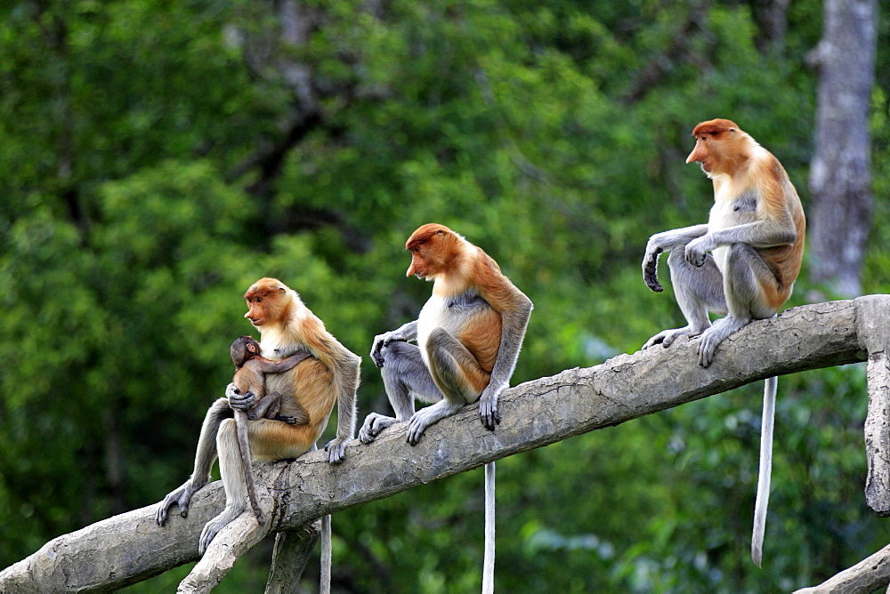 Proboscis Monkeys or Long-nosed monkeys (Nasalis larvatus), group on tree, mother with young, Labuk Bay, Sabah, Borneo, Malaysia, Asia