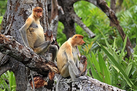 Proboscis Monkeys or Long-nosed monkeys (Nasalis larvatus), group on tree, mother with young, Labuk Bay, Sabah, Borneo, Malaysia, Asia