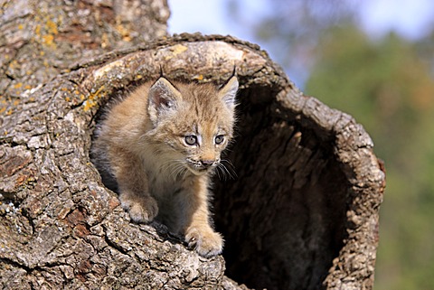 Canada Lynx (Lynx canadensis), young, eight weeks, den, tree trunk, Montana, USA, North America