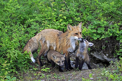 Red Foxes (Vulpes vulpes), mother and pups, ten weeks, at the den, Montana, USA, North America