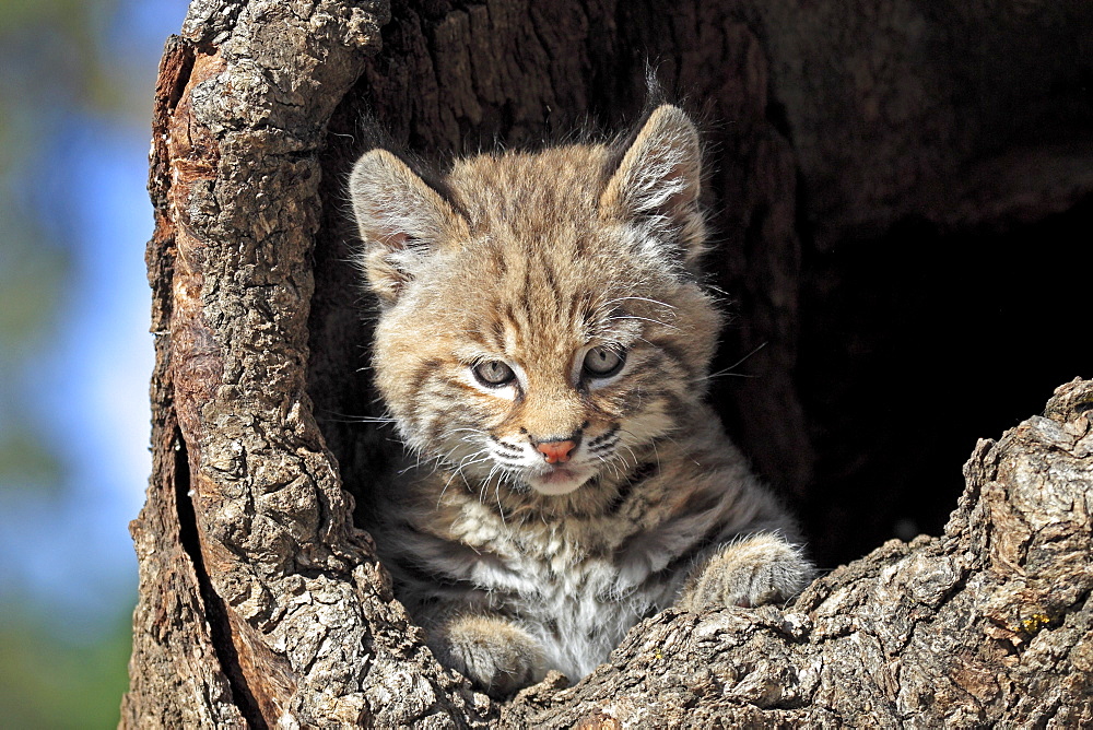 Bobcat (Lynx rufus), kitten, eight weeks, portrait, den, tree trunk, Montana, USA, North America