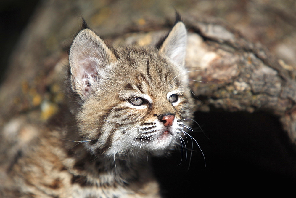 Bobcat (Lynx rufus), kitten, eight weeks, portrait, den, tree trunk, Montana, USA, North America